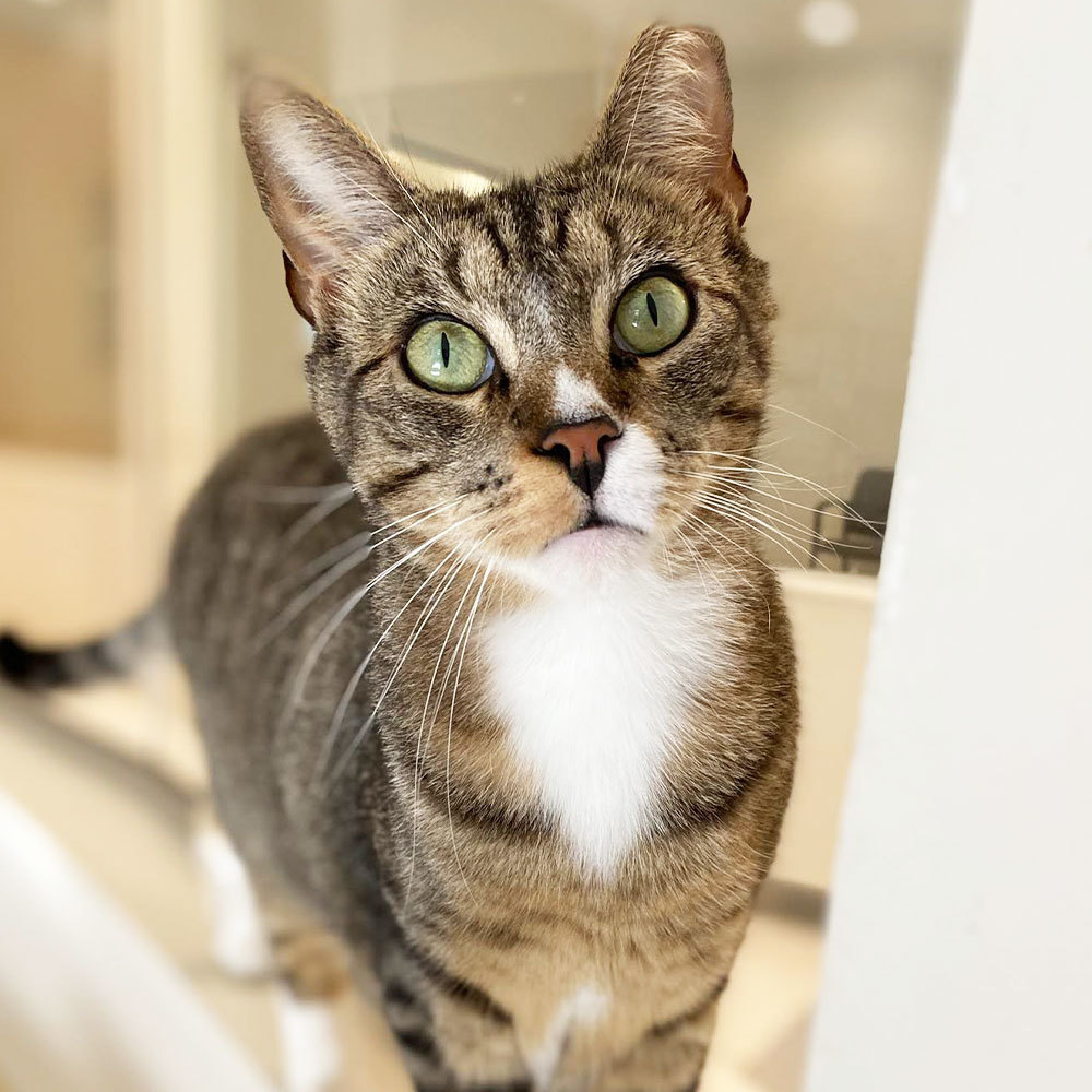 adopt-story-all-they-need-is-love-timothy