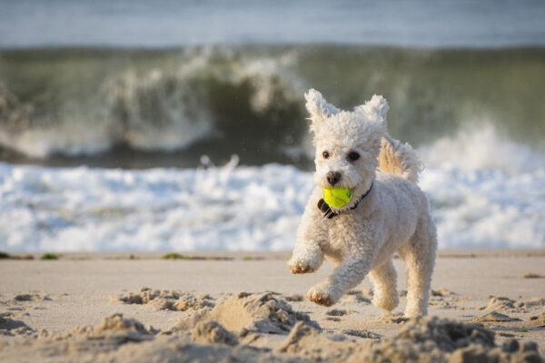 donor-spotlight-leonard-jackie-klipper-dog-eva