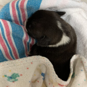 a black and white puppy lying on a blanket