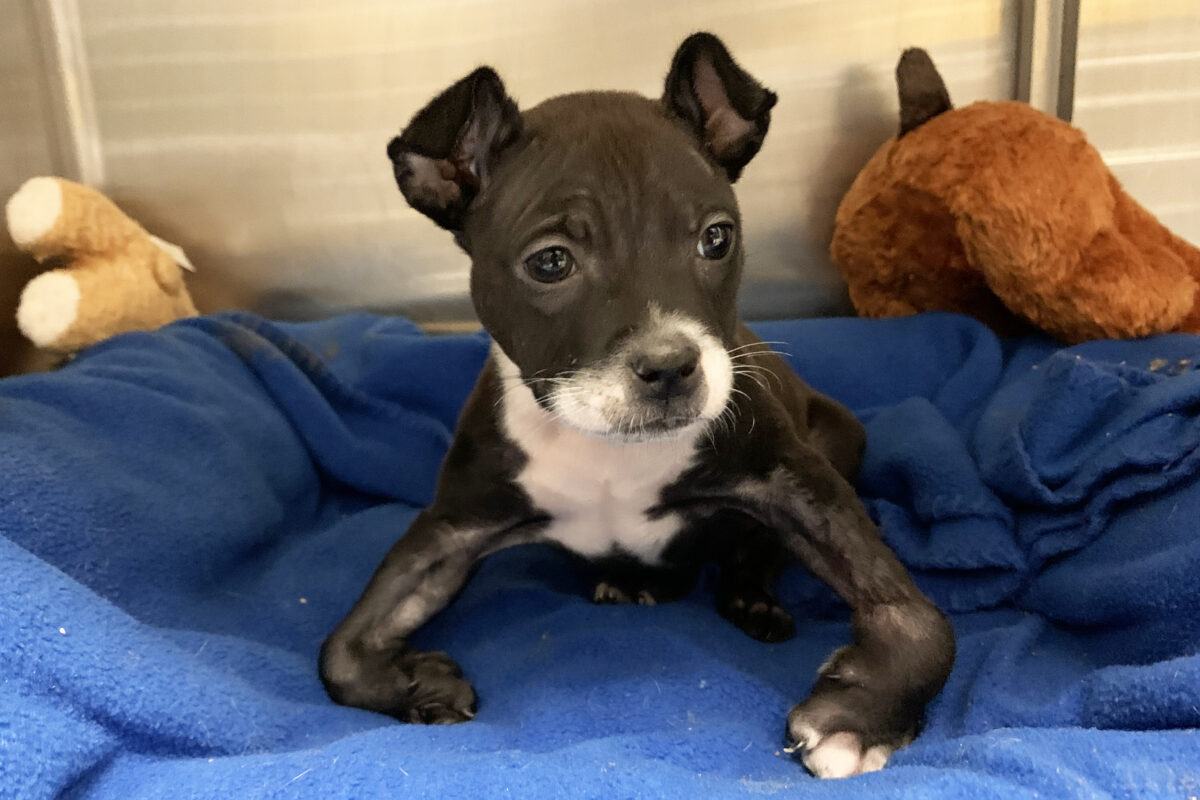 hmh-katara-at-two-months-022821