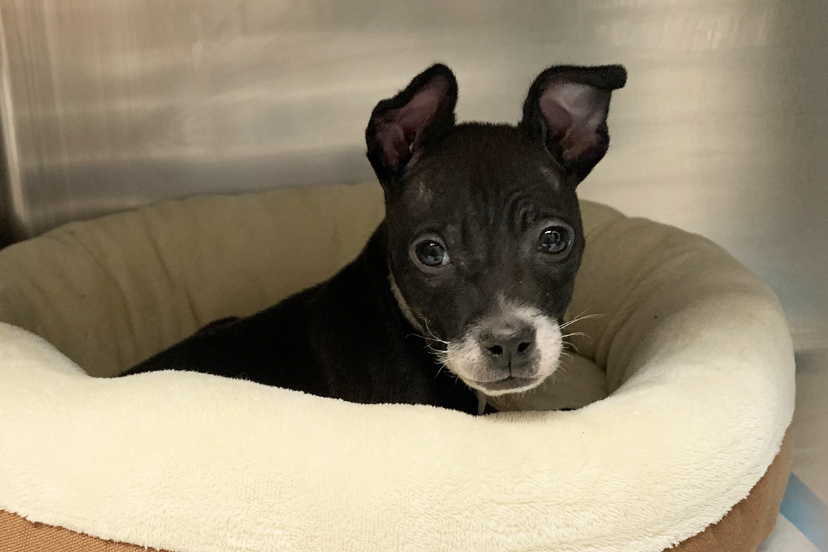hmh-katara-at-two-months-030921