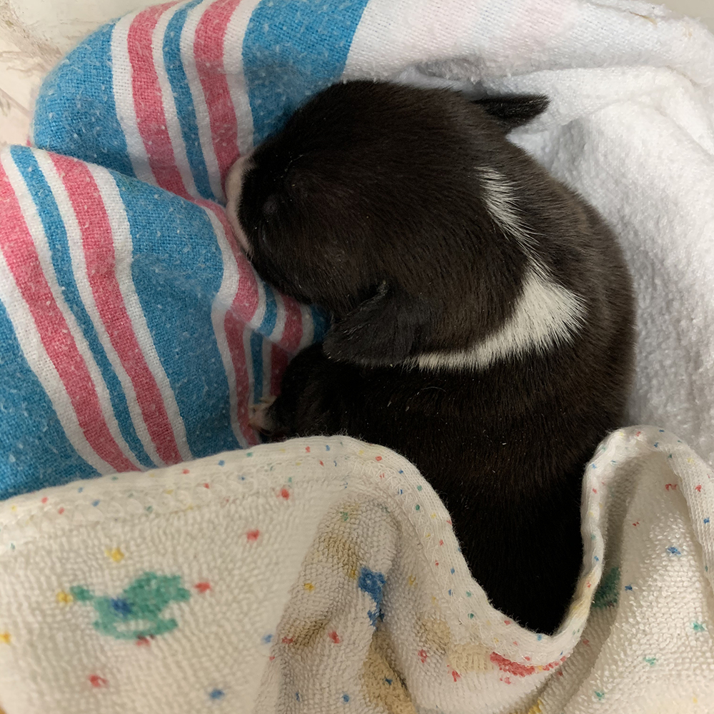 hmh-katara-at-two-weeks-010821