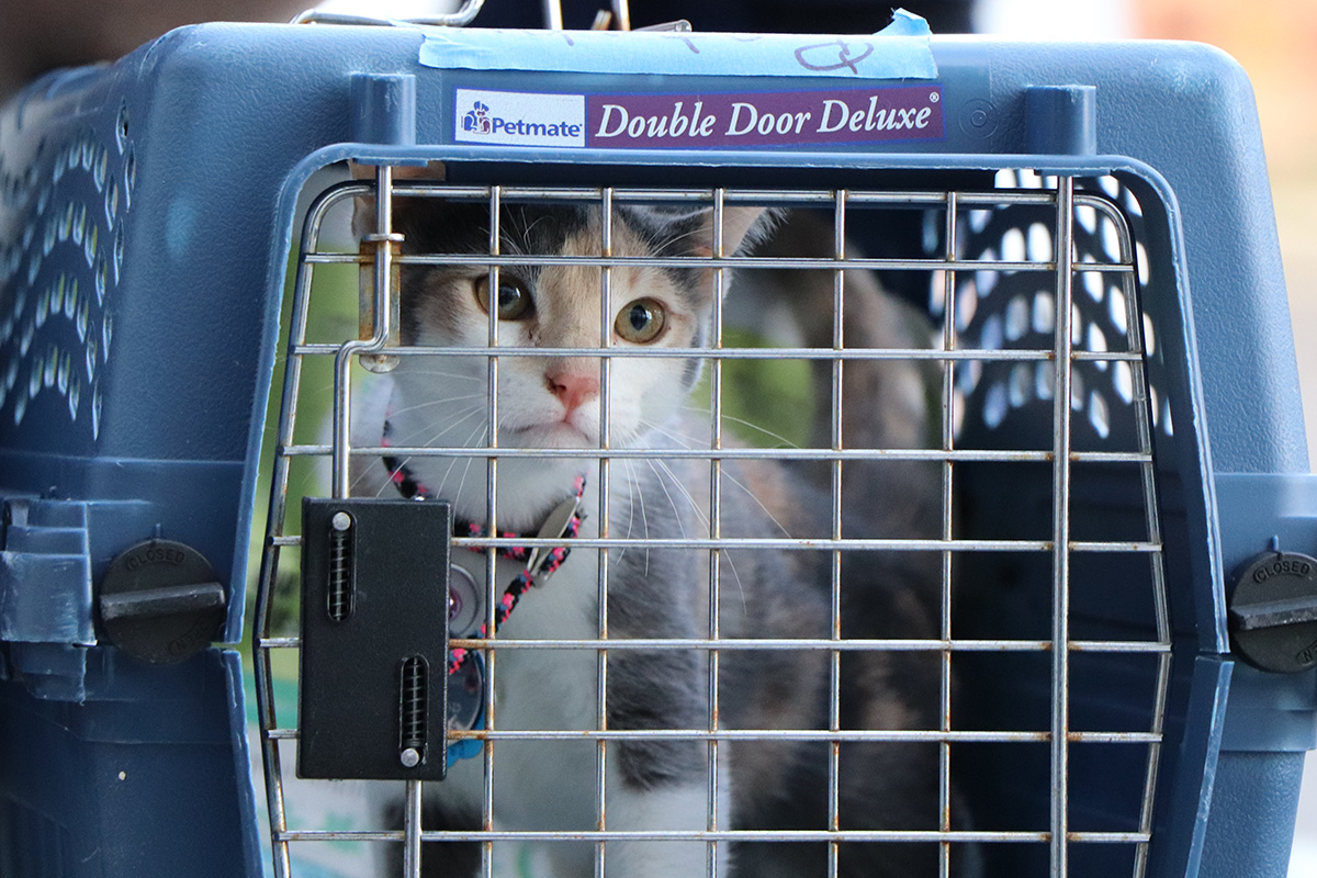 a cat in a cage