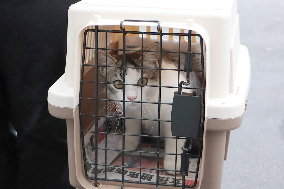 a cat in a cage