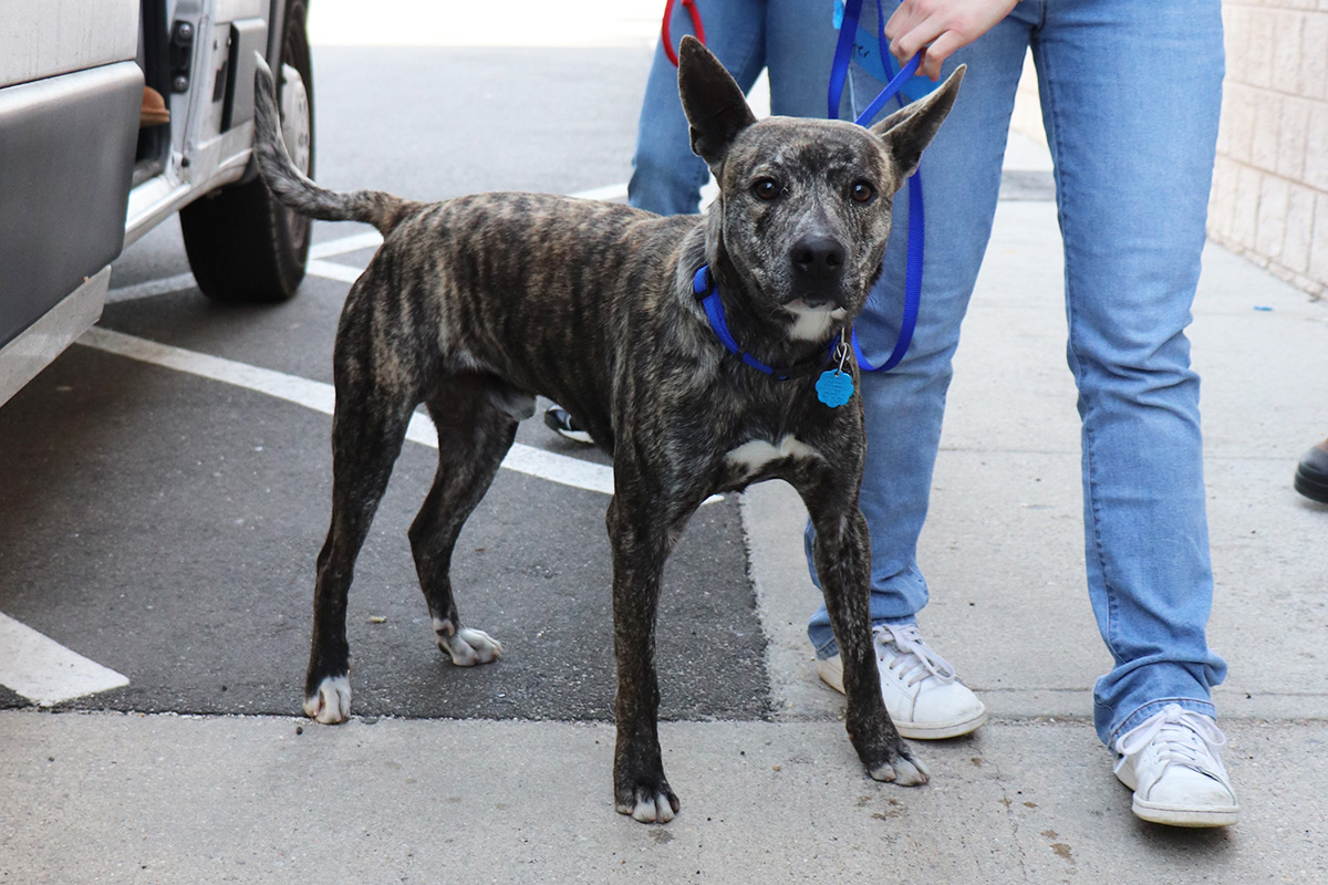 a dog standing on a sidewalk