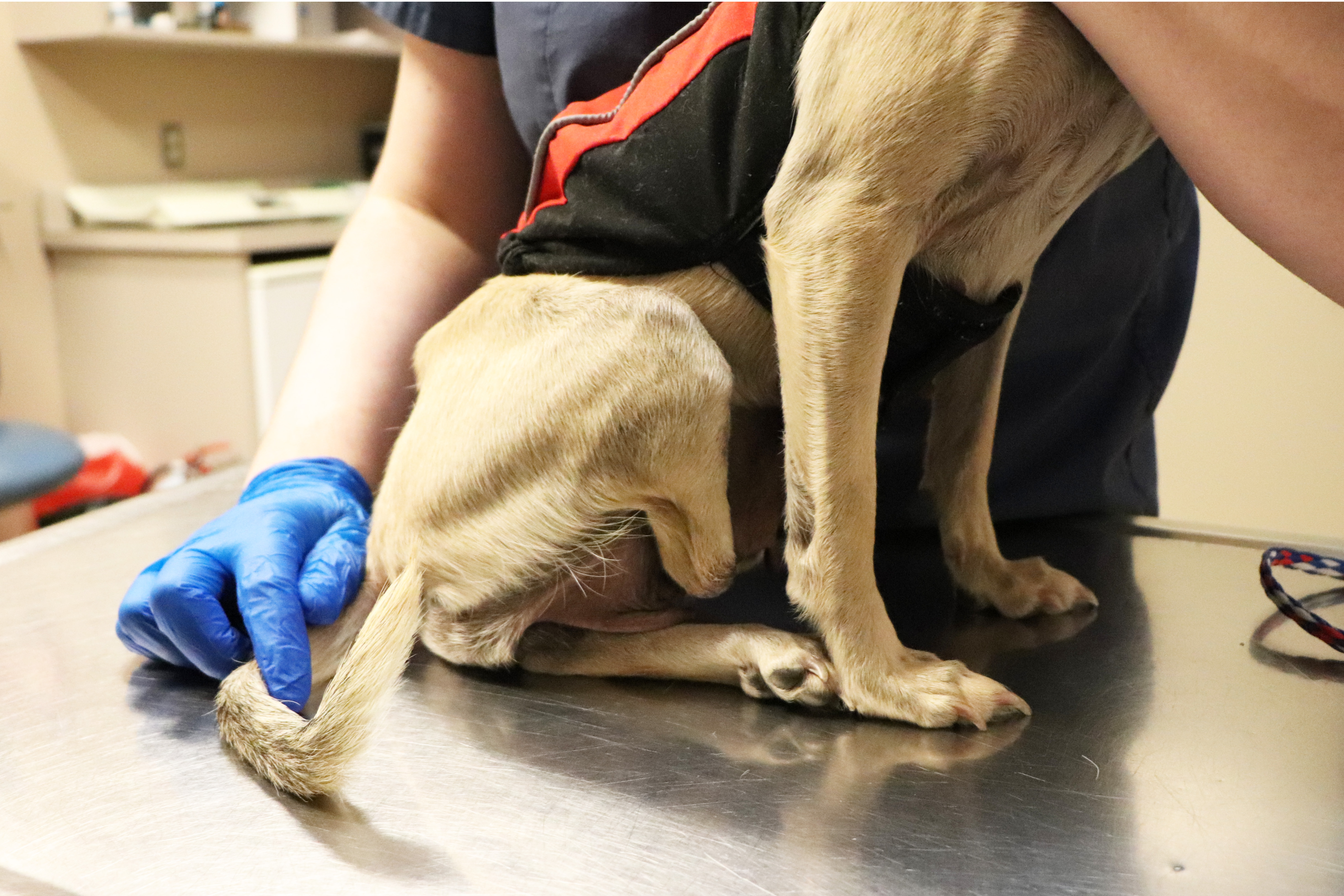 a person wearing gloves and a dog's tail