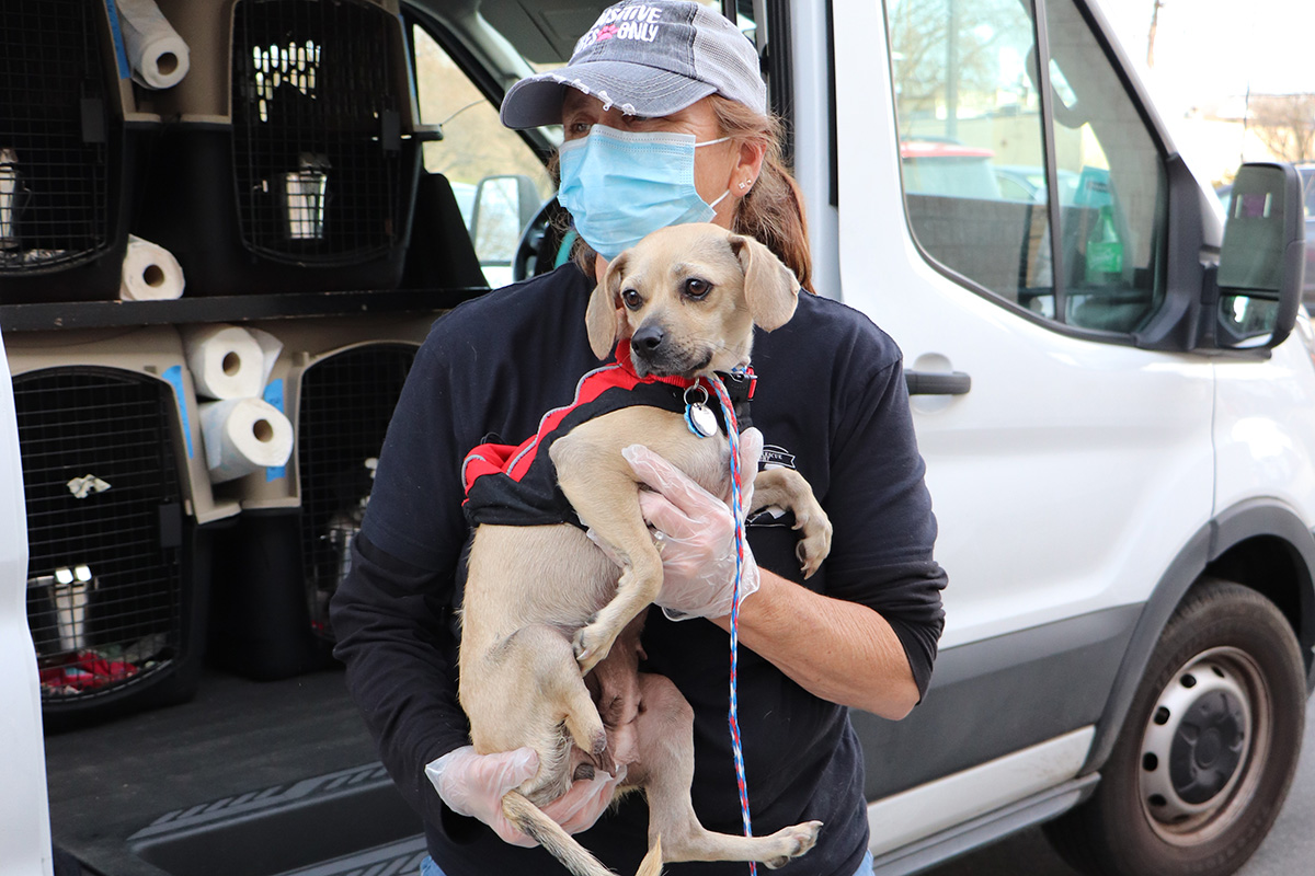a woman wearing a mask and holding a dog