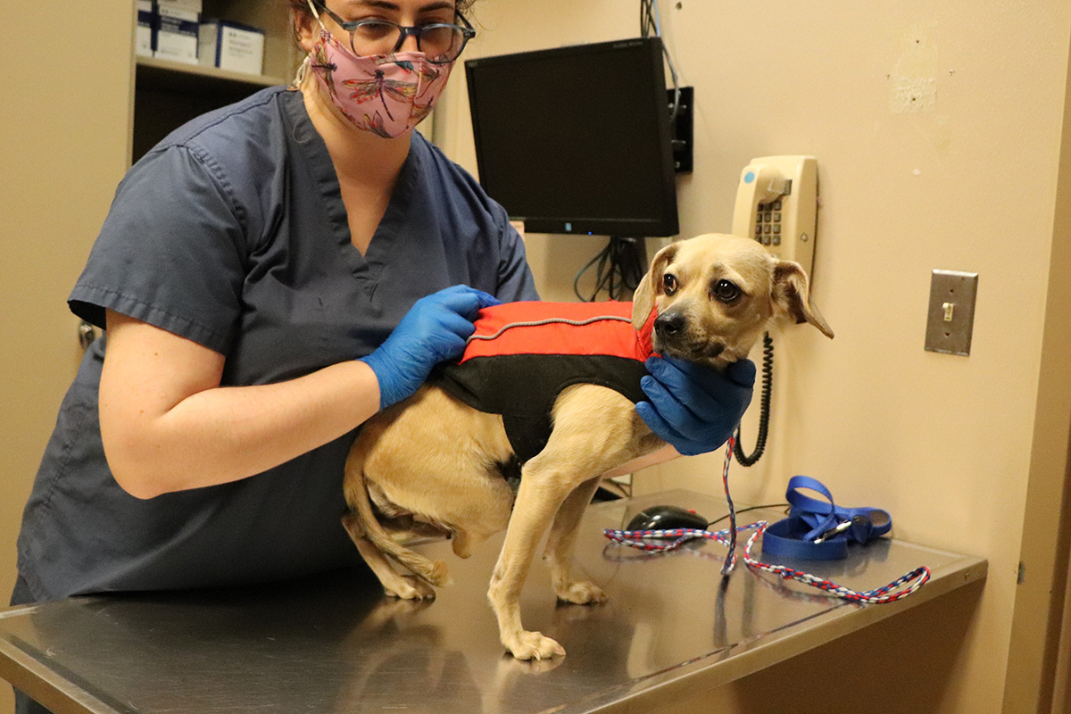 a woman wearing a mask and gloves holding a dog