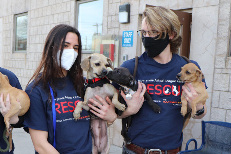 a group of people holding dogs
