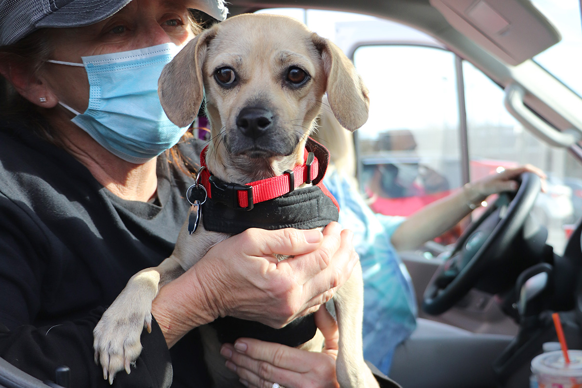 a woman wearing a mask and holding a dog in a car