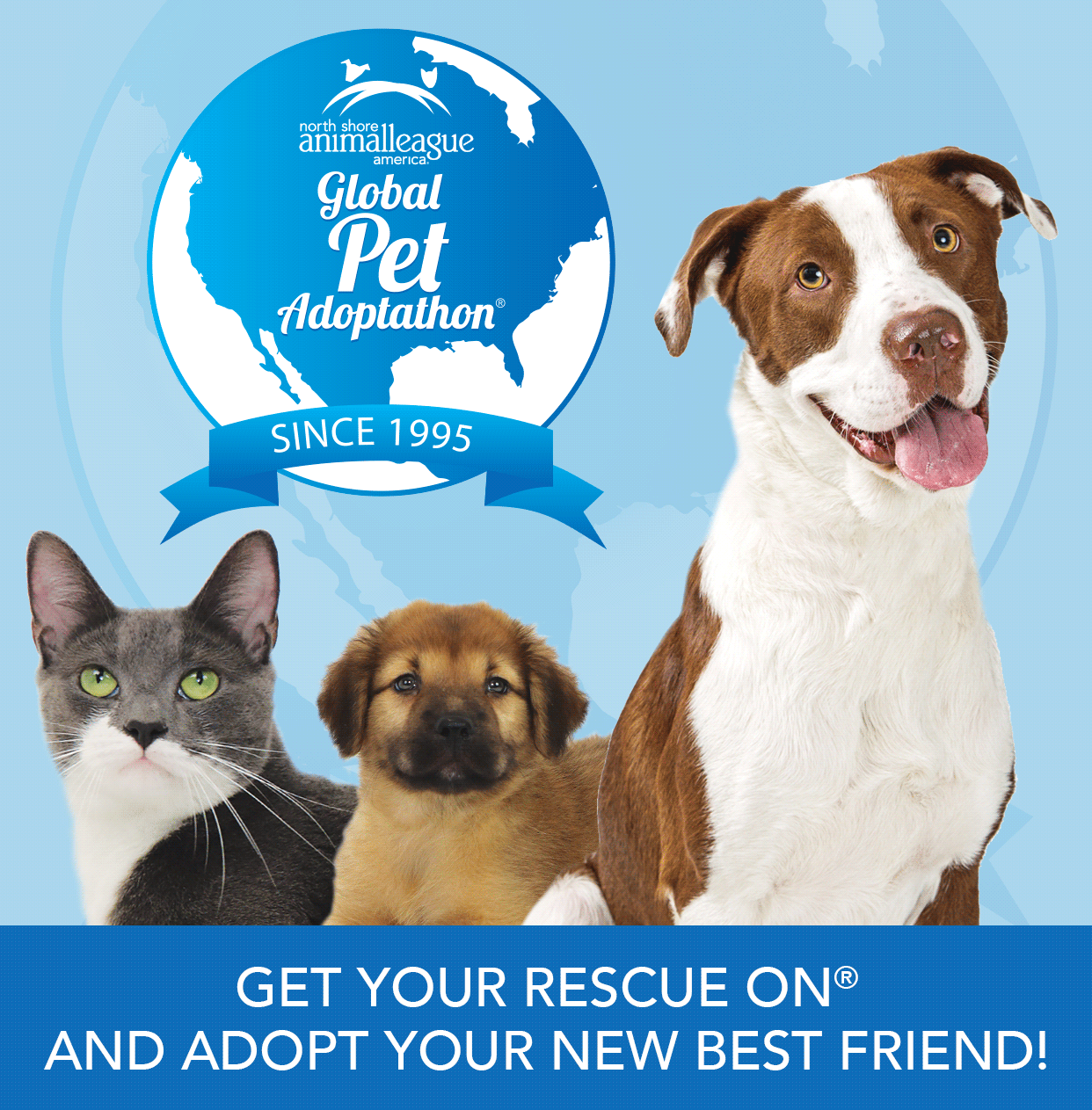 International shop pet adoption