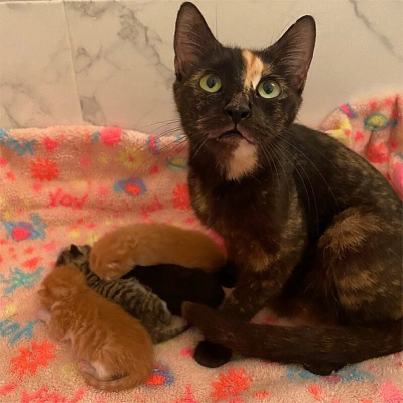 beth-blog-apr2021-10-mama-florida-litter