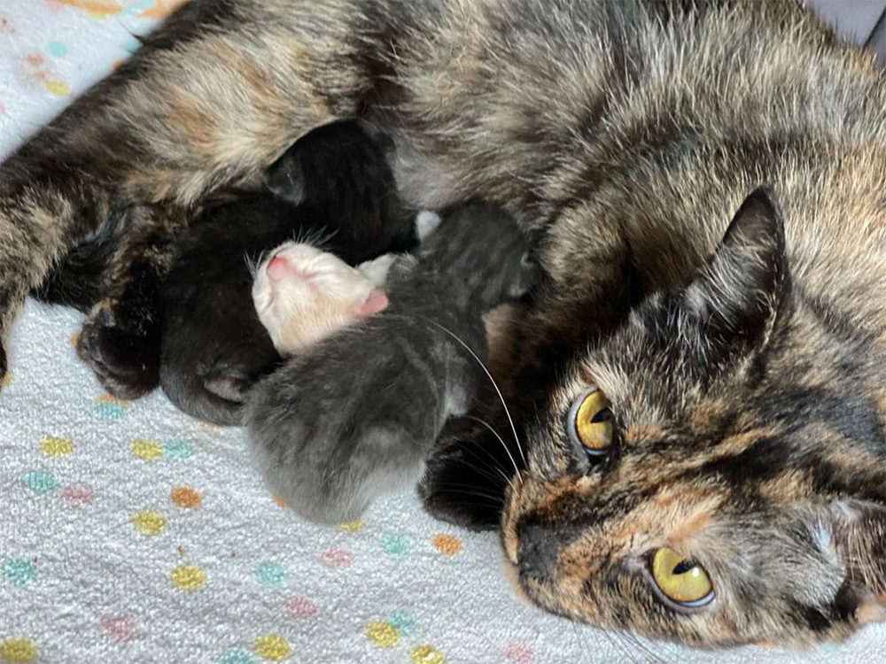 beth-blog-apr2021-7-mama-cherry-litter Mama Cherry and her litter