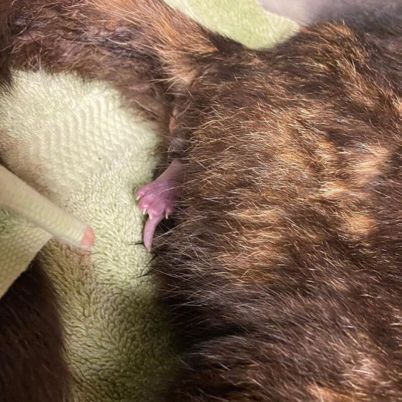 beth-blog-apr2021-9-mama-florida-kitten-foot