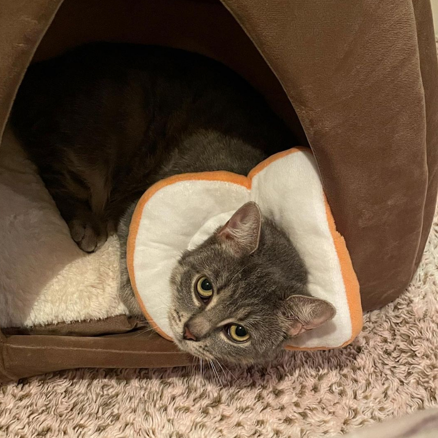 beth-blog-may2021-alice