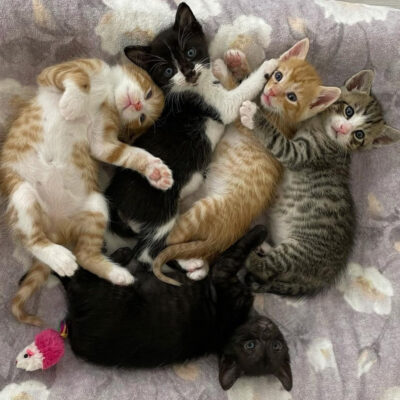 beth-blog-may2021-five-kittens
