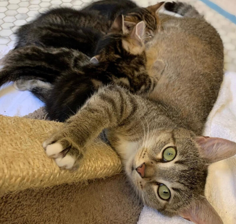 beth-blog-may2021-mama-boots-and-kittens