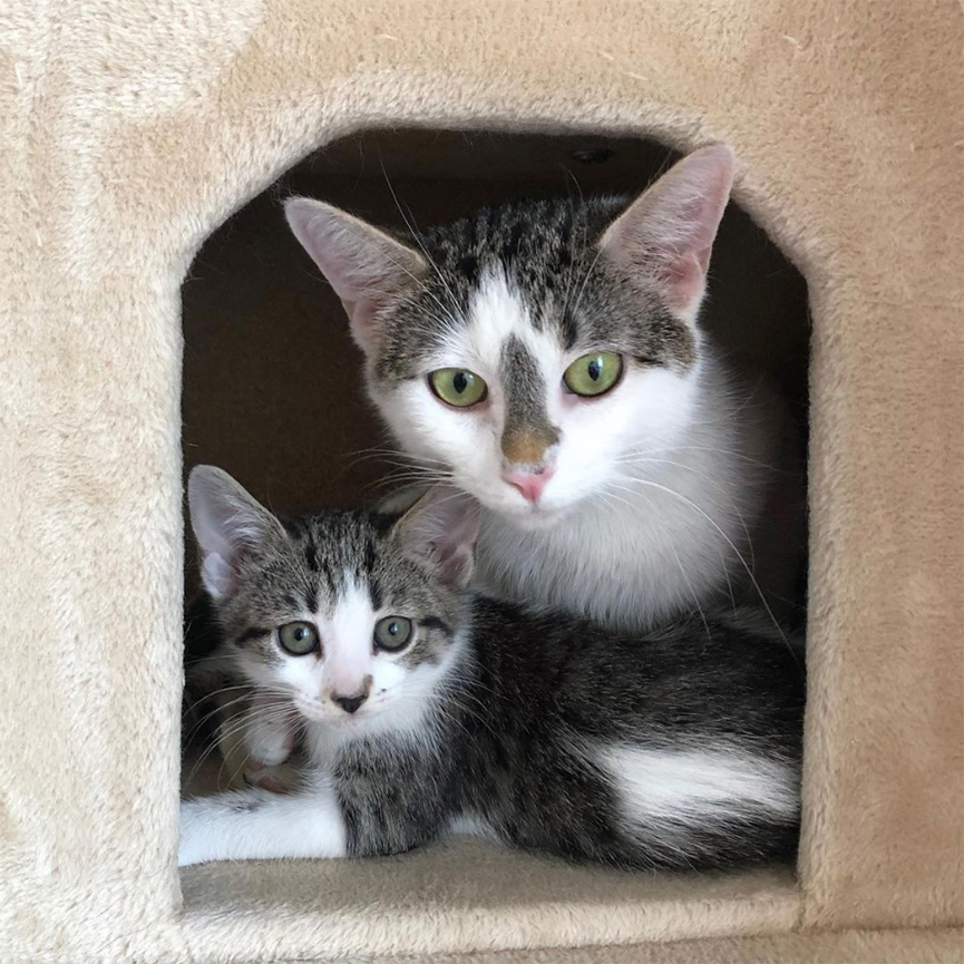 beth-blog-may2021-mama-daisy-and-buttercup