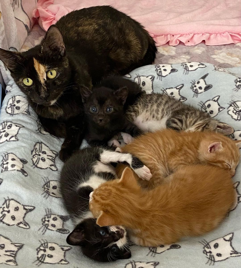 beth-blog-may2021-mama-florida-and-kittens