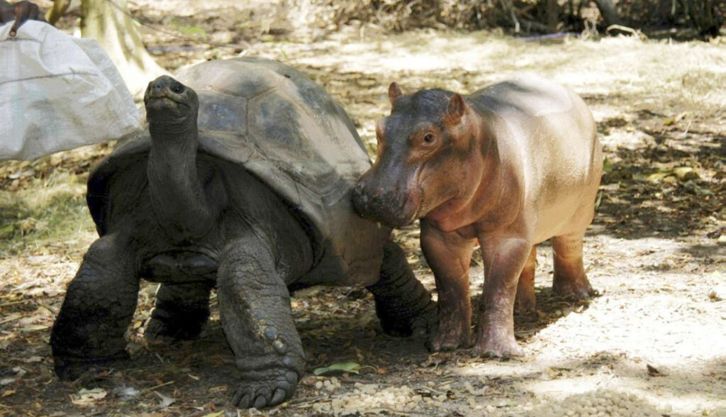 beth-blog-may2021-mzee-and-owen-courtesy-thedodo-getty