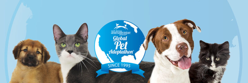 beth-blog-may2021-pet-adoptathon