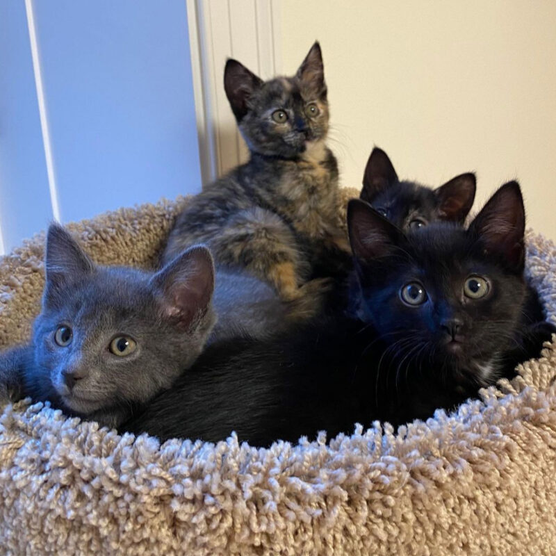 beth-blog-may2021-schitts-creek-kittens