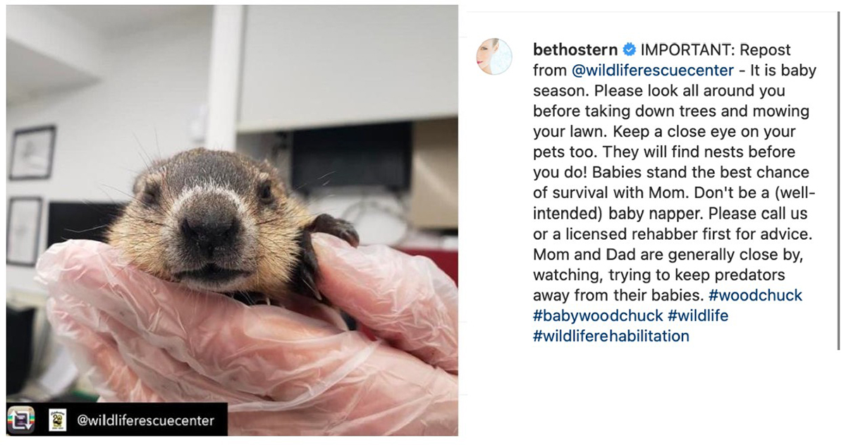 beth-blog-may2021-wildliferescuecenter-post