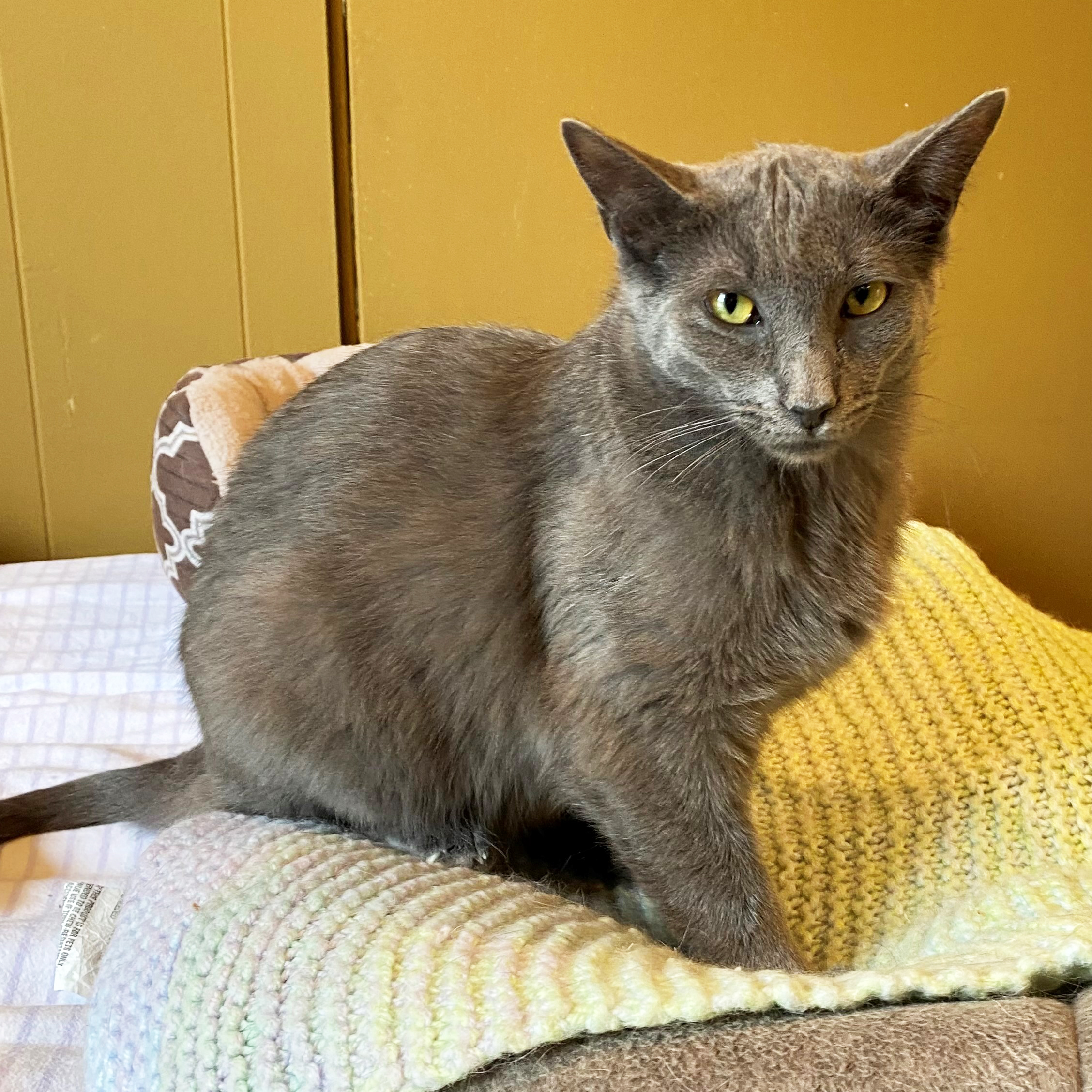 nci2033 seuss male young grey dsh cat adk 042021 Animal League