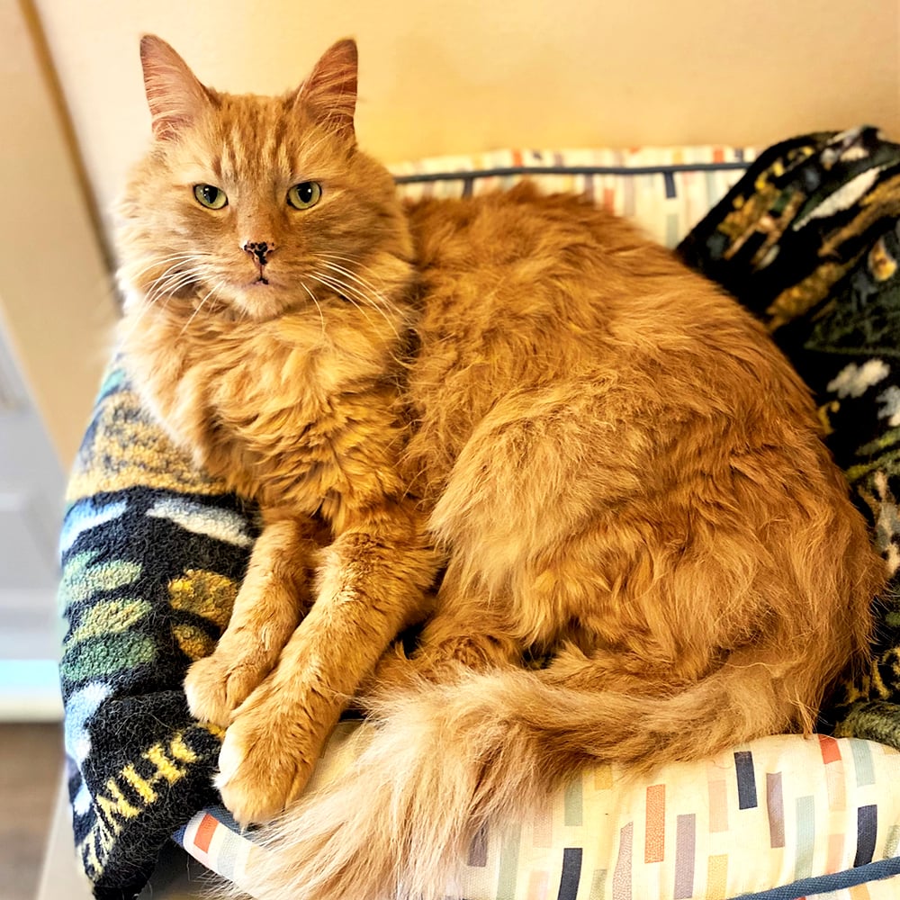 nci2055-clint-male-adult-orange-tabby-longhair-adk-042021 | Animal League