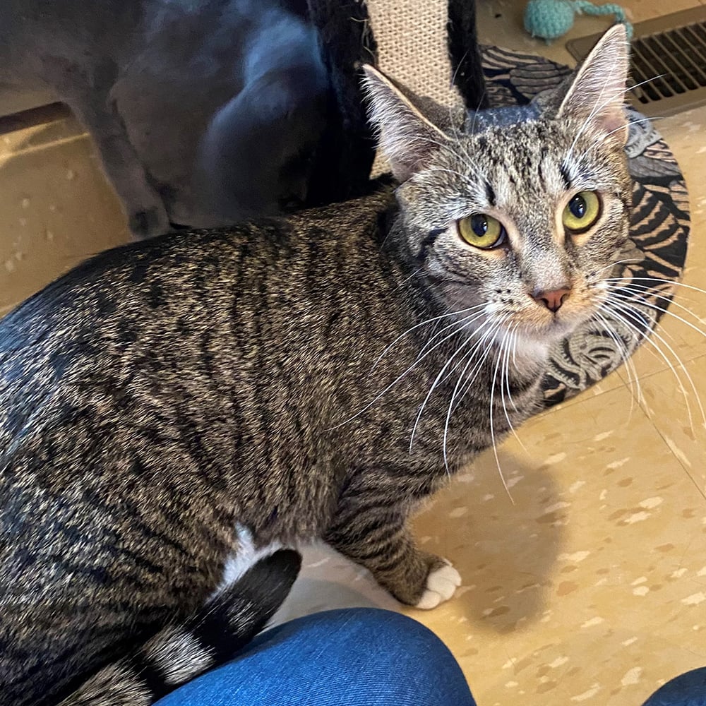 nci2127 aspen female youngs adult grey tabby adk 042321 Animal