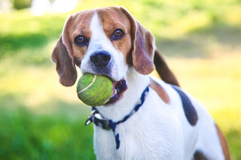 Fetching the ball