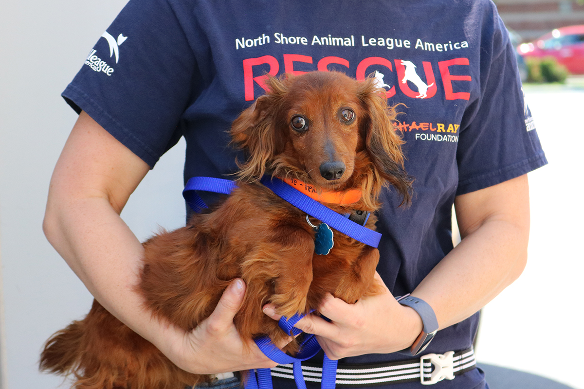 Puppy Mill Dogs Find New Life at Animal League America Our