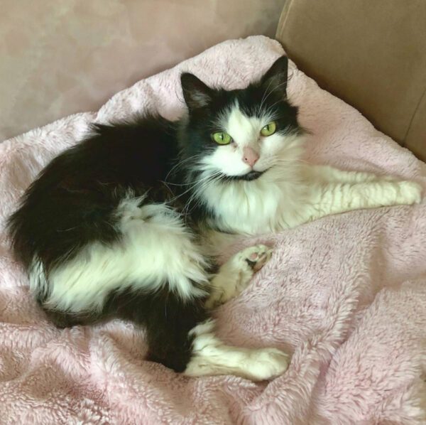 a cat lying on a pink blanket