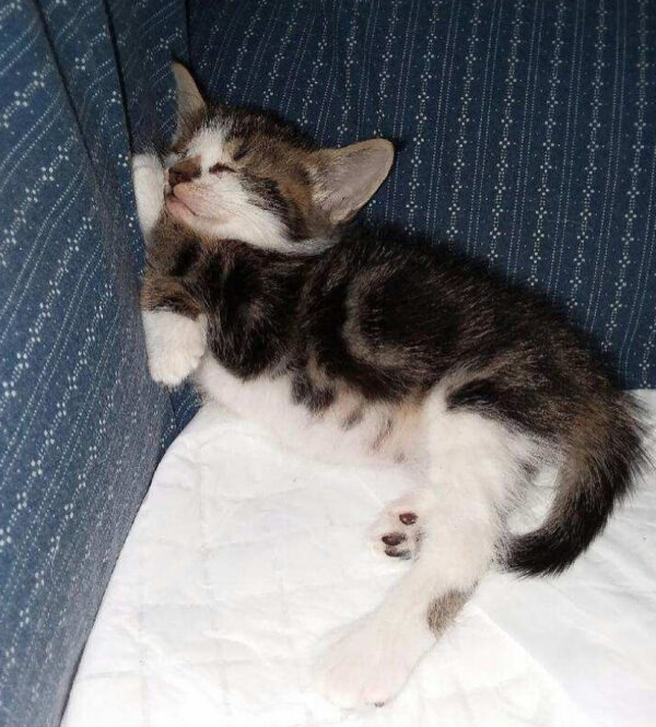 a cat sleeping on a couch