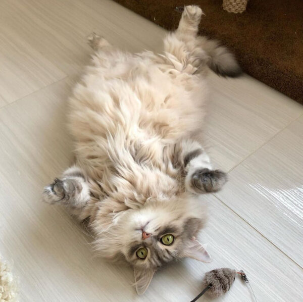 a cat lying on its back on a white tile floor