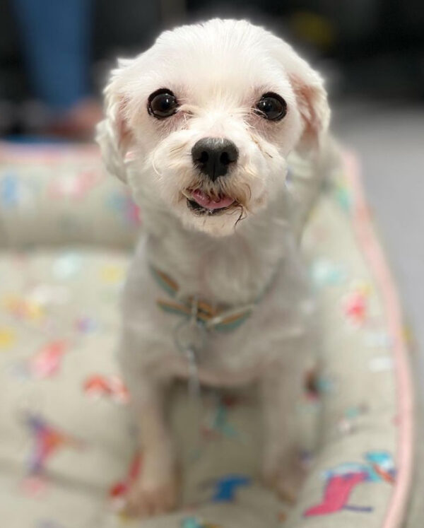 a white dog sitting on a dog bed