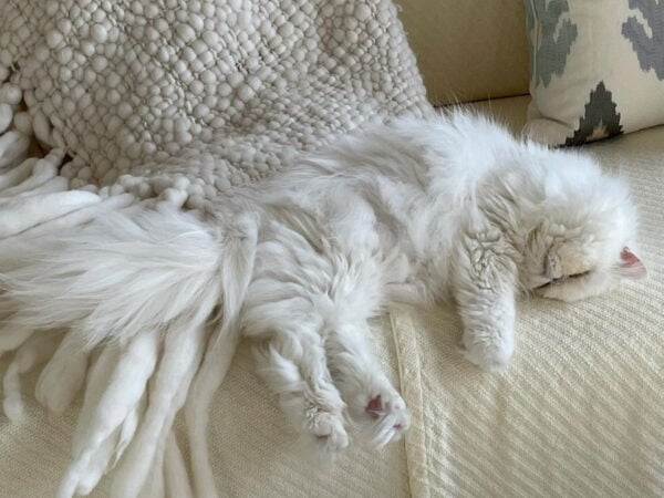 a cat sleeping on a couch