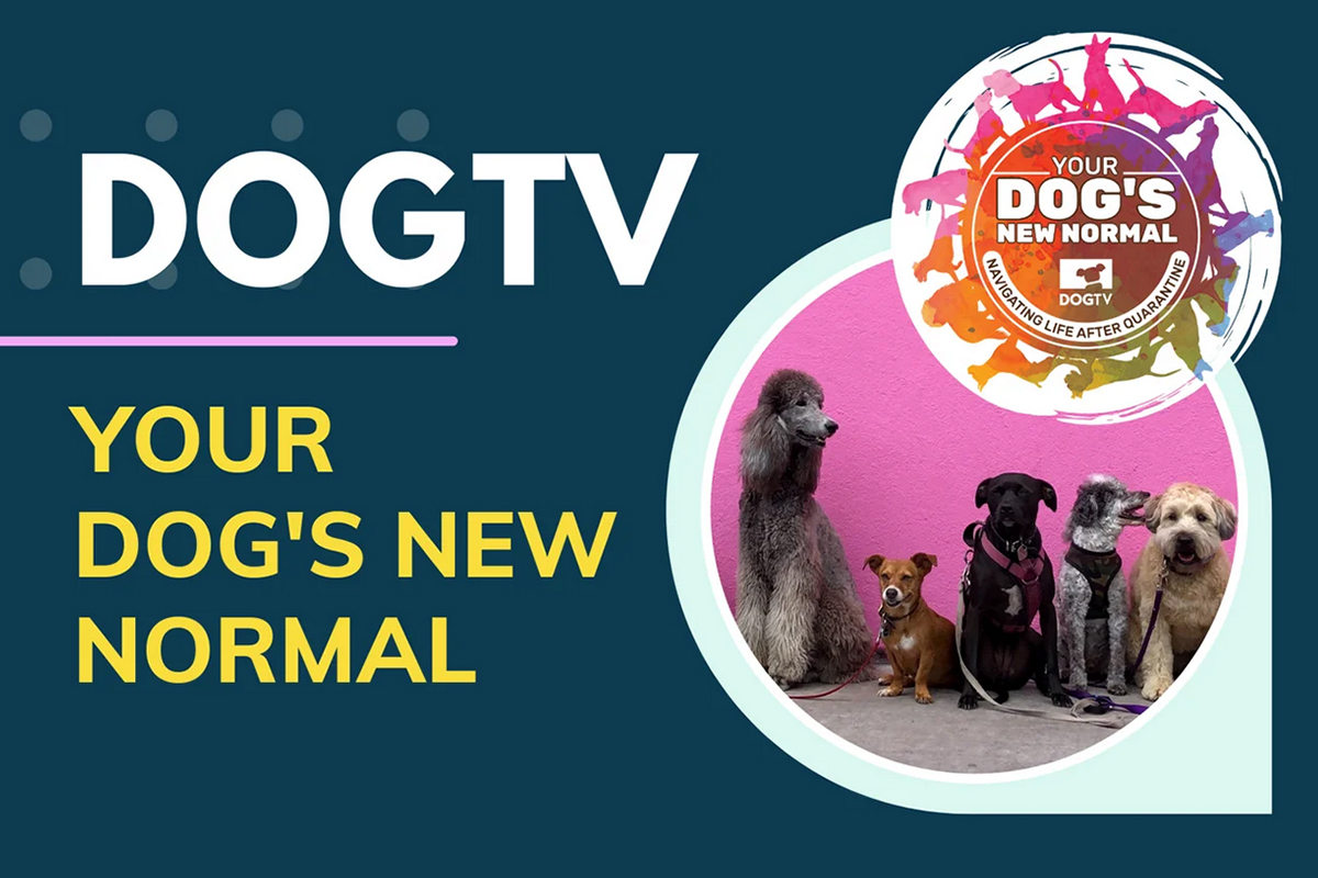 feature-dogtv-new-normal-snapshot