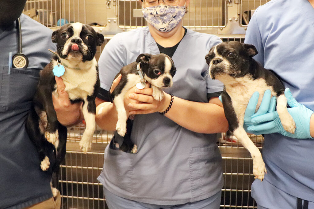 Help Heal the Boston Terrier Trio 