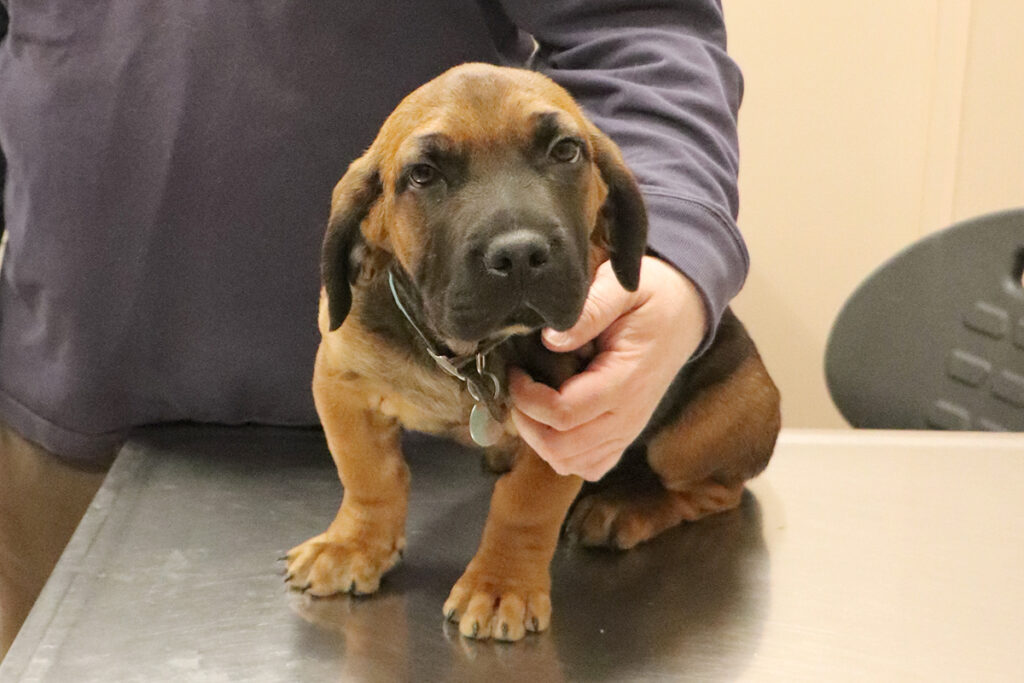 hmh-buster-heart-murmur-050621-img0857
