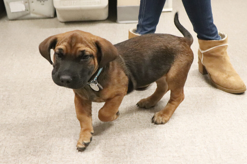 hmh-buster-heart-murmur-050621-img0876