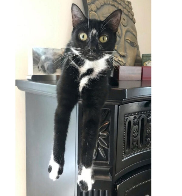 beths-blog-july2021-mayim-black-white-cat