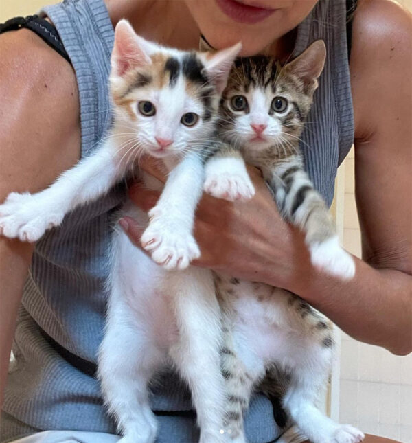beths-blog-july2021-mna-gus-kittens