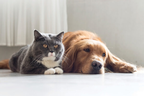feature-post-covid-tips-dog-cat-071421