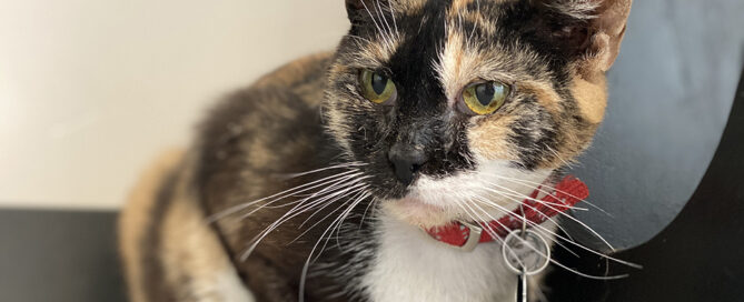 a close up of a cat