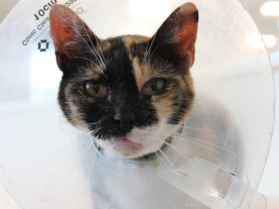 featured-pet-aja-wv0700-in-treatment