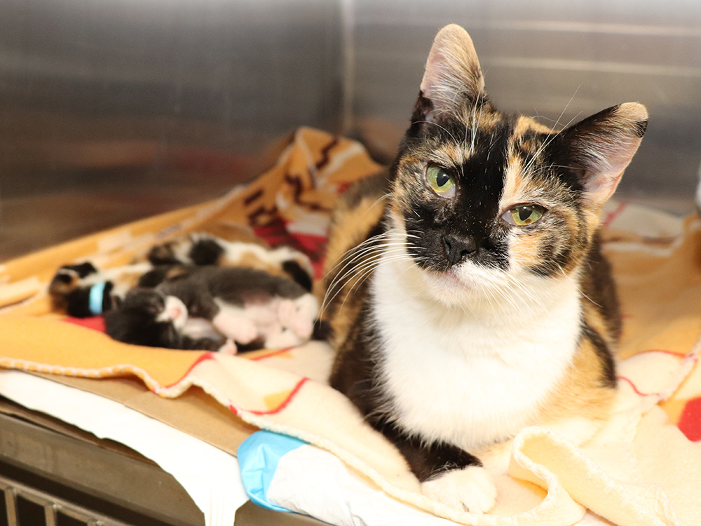 featured-pet-aja-wv0700-with-litter-img3681-040221