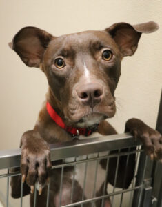 featured-pet-alice-and-pups-050621-IMG_0996