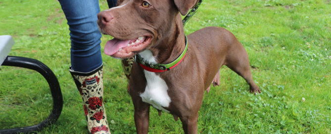 a brown dog with a green collar