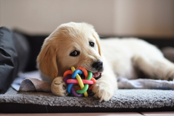 post-covid-tips-dog-with-toy-071421